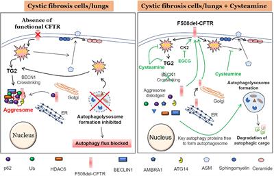 Adapting Proteostasis and Autophagy for Controlling the Pathogenesis of Cystic Fibrosis Lung Disease